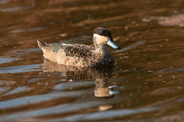 Sarcelle hottentote,.Spatula hottentota, Anas hottentota, Hottentot Teal