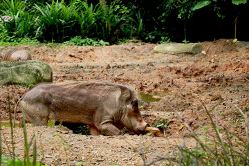 Common warthog playing inside mud in jungle