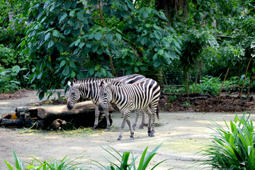 Fototapeta na wymiar Mountain Zebras at Singapore zoo
