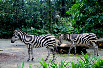 Mountain Zebras at Singapore zoo