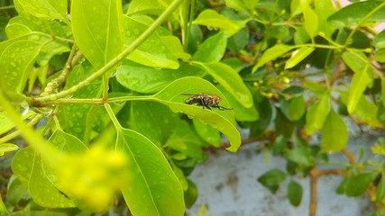 a fly of the leaf