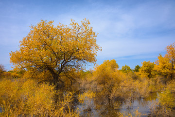Fototapeta premium Beautiful golden trees at Jinta Desert Populus Euphratica Huyang forest, Jiuquan, China
