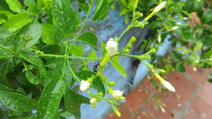 an ant on the flower