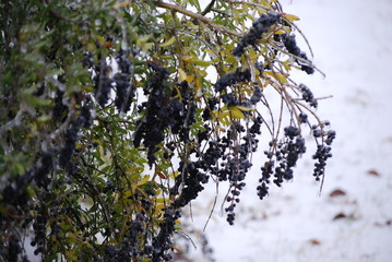Blue berries on bushes branches were coated with ice from a early season storm. 