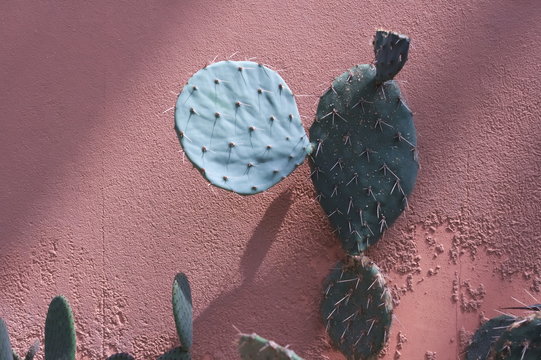 Opuntia Cactus Against Pink Wall