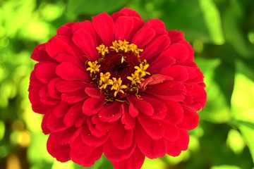 One red tsinia flower close-up soft focus. greeting card concept for mothers day, happy birthday and other holidays. Soft focus