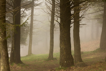 Lovely forest with foggy.