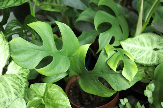 Leaves Of Rhaphidophora Tetrasperma, A Houseplant Also Known As Monstera Minima