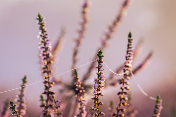 romantisches Heidrkraut