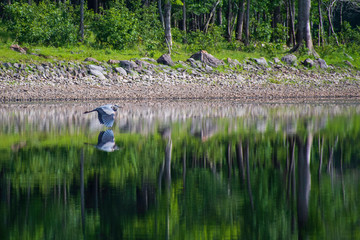 Great Blue Heron in Flight Over Water