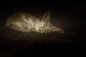 Fennec fox sleep