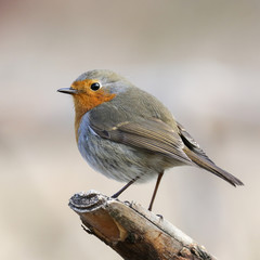 A portrait of a European robin on a branch with a blurred background