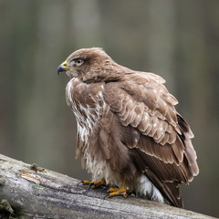 A portrait of a buzzard sitting on a branch with a blurred background
