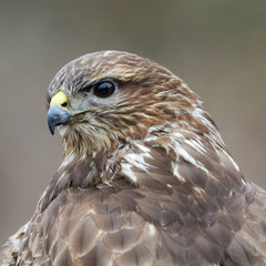 Portrait of a buzzard - close-up of the head