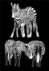 Vector set of zebra isolated on black,graphical illustration