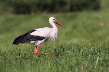 A white stork looking for food in the meadow