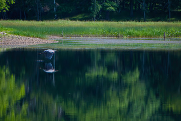 Great Blue Heron in Flight Over Water