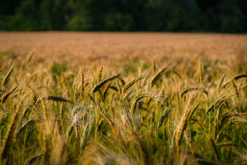 Corn field in sunset