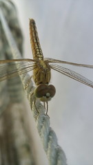 close up of dragonfly