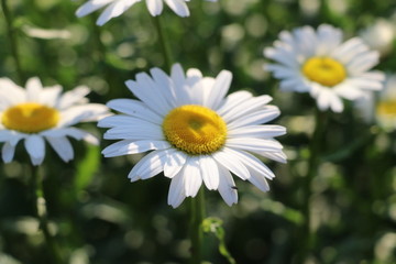 A close up of a flower