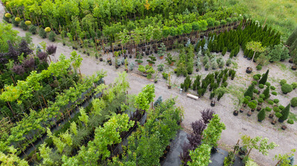 Different ornamental plants on the local farm to grow seedlings of trees and shrubs. A set of beautiful plants, a view from above. Plants from Ukraine