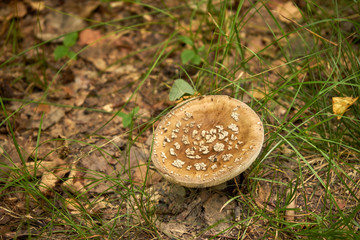 muchomor , grzyb  © Marcin Łazarczyk