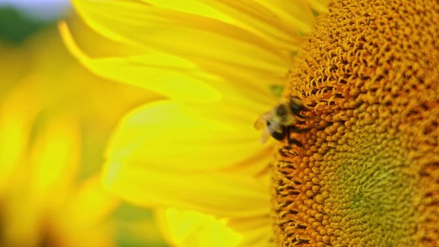 summer bee working closeup yellow seed sunflower farm field 4K