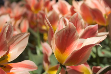 Shallow focus red and orange tulip flowers