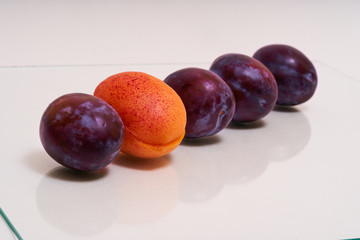 Fototapeta na wymiar Several plums in the line and one apricot inside the row on white background 