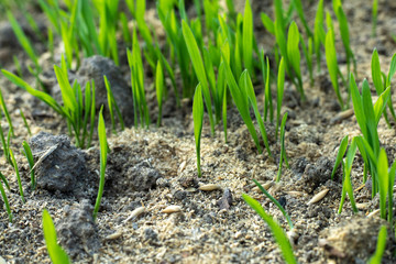 Fresh green spring gras closeup with sun. Lawn grass sprouting, sowing crops and grains