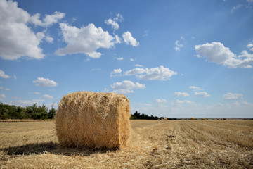 A mown haystack of Golden-colored wheat is located in a close-up field. A Golden straw stack close up lying on a mown wheat field on a Sunny day with a blue sky and clouds. The straw stack on the left