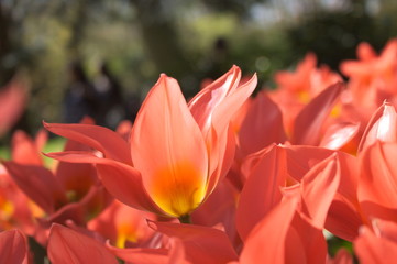 Obraz premium Shallow focus bright orange tulips in the sun