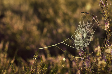 Spinnennetz mit Wassertropfen