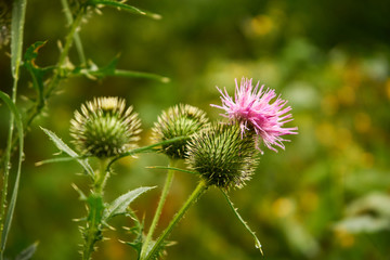 oset, Carduus  ,łąka