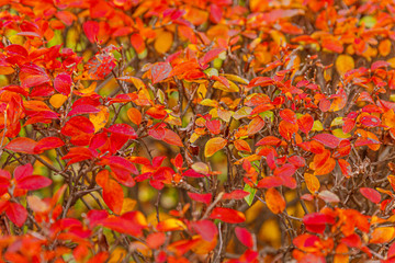 Closeup natural autumn fall view of red orange leaf on blurred background in garden or park selective focus. Inspirational nature october or september wallpaper. Change of seasons concept