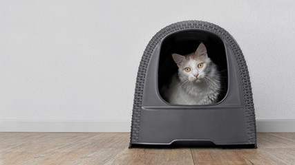 Tabby cat sitting in a litter box and look funny to the camera. Panoramic image with copyspace for your individual text.