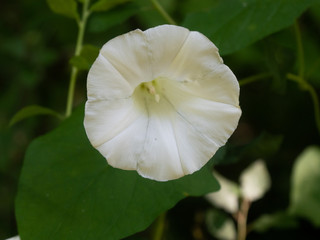white flower