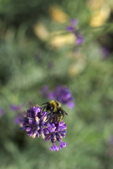 Shallow focus bumblebee on lavender flowers