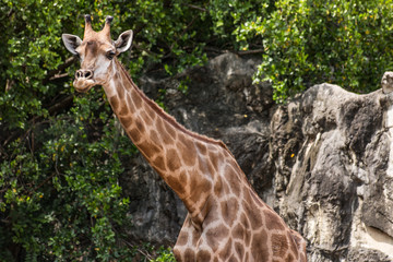 giraffe standing in the middle of the bush