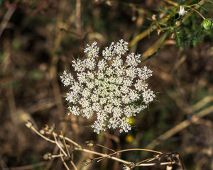 Wild carrot flower in the Sardinian countryside