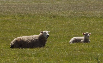 sheep and lamb  sitting in the green grass