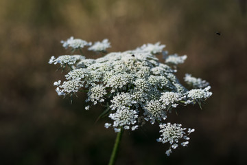 Wild carrot flower in the Sardinian countryside
