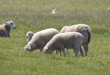 Obraz na płótnie Canvas flock of sheep gazing in australia. sheep facedown and gazing in farm