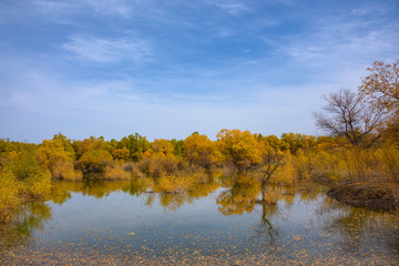 Beautiful golden trees at Jinta Desert Populus Euphratica Huyang forest, Jiuquan, China