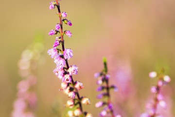 Westruper Heide, Heideblühen, Sonnenaufgang
