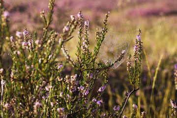 Westruper Heide, Heideblühen, Sonnenaufgang