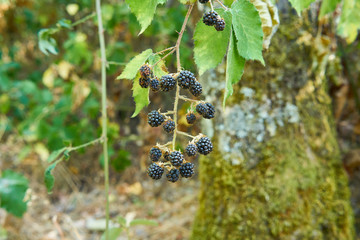 Macro of red and black berries. Wild brambles