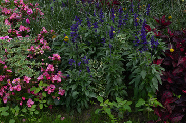 pink and blue flowers in the garden