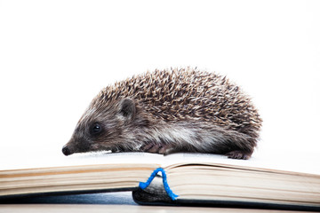 image of hedgehog book white background 