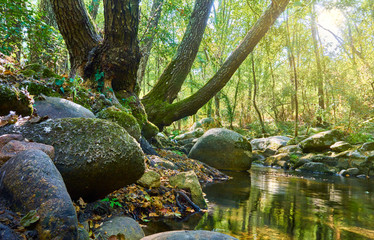 Nice summer landscape of river running the water over the rocks and with trees giving them the rays of the sun on their branches